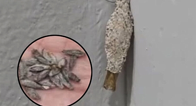 Hidden Corners of Your Home Where Insect Commonly Lurk