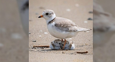 Newly Hatched Piping Plovers: Guardians of the Fragile Shoreline