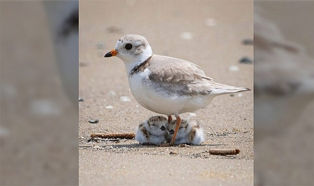 Newly Hatched Piping Plovers: Guardians of the Fragile Shoreline