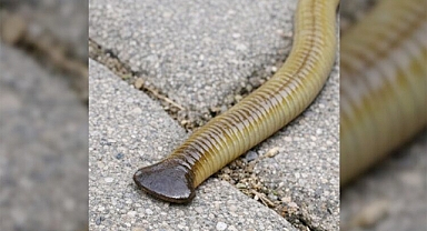 The alien worm in your backyard: how to identify and stop them