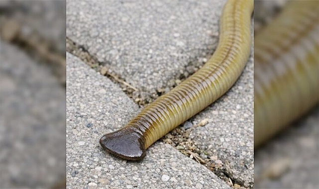 The alien worm in your backyard: how to identify and stop them