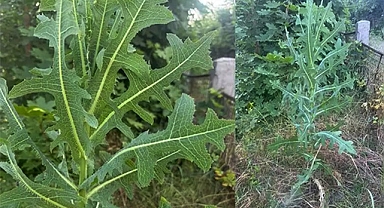 Wild Lettuce’s Hidden Power: 30 Remarkable Benefits of Lactuca serriola You Should Know