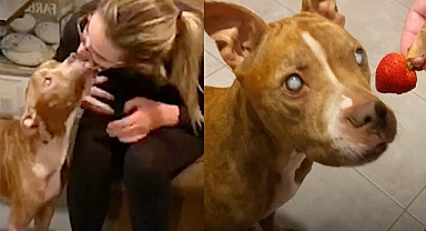 Blind pit bull’s miracle journey: Hazel finally sees the love that saved her