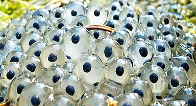 The Hidden Life in the Field: How One Farmer’s Discovery Revealed Nature’s Quiet Shift