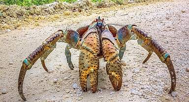 Giant Coconut Crabs: Nature’s Powerful Tree-Climbing Foragers