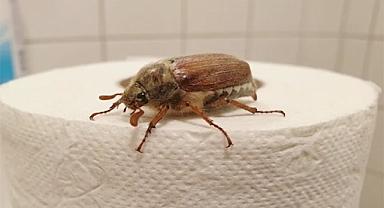 The Loud Bathroom Bug That Startles Everyone: What It Is and What You Should Do