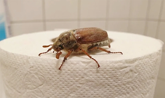 The Loud Bathroom Bug That Startles Everyone: What It Is and What You Should Do