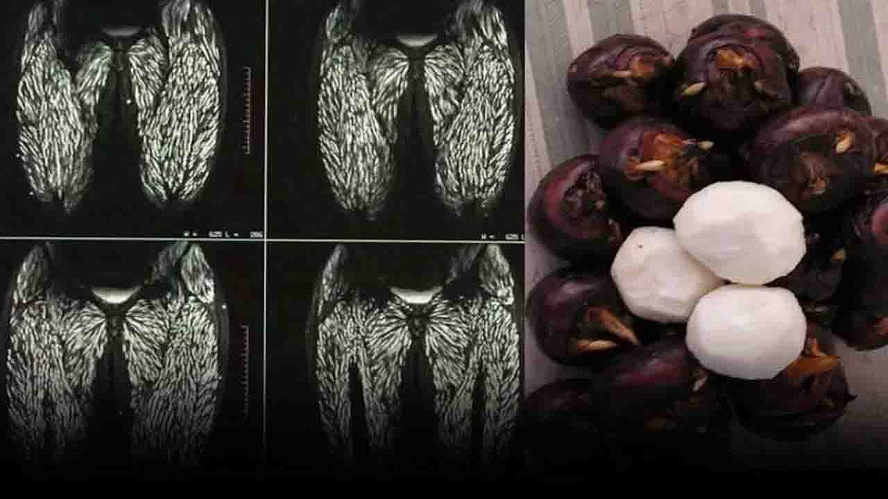 One Bite, Big Consequences: The Foodborne Parasites Hiding in Everyday Foods