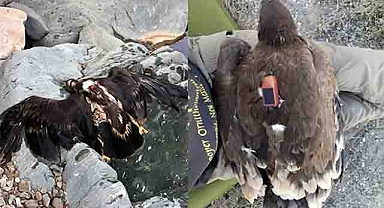 Scientists Followed an Eagle for 20 Years and Uncovered a Remarkable Secret of Nature