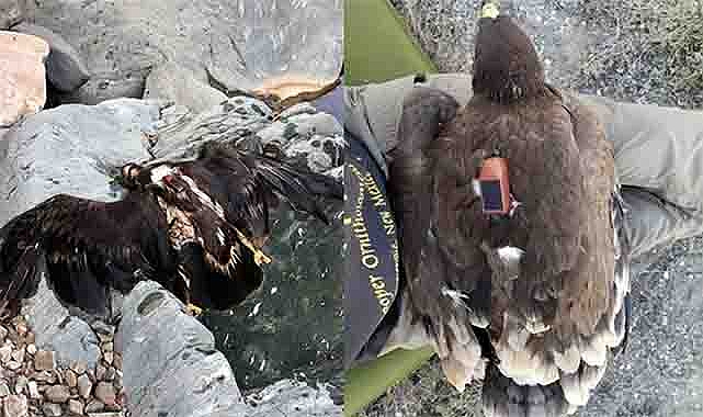 Scientists Followed an Eagle for 20 Years and Uncovered a Remarkable Secret of Nature