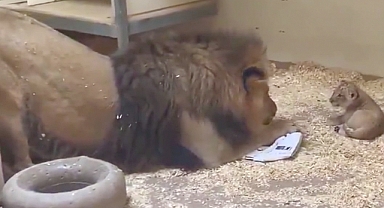 Dad Lion Crouches Down To Meet His Baby Cub For The First Time In This Heart-Melting Video