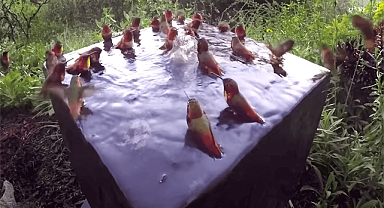 Rare Scene: 30 Hummingbirds Congregate For A Pool Party In A Bird Bath