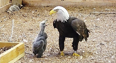 Rescue Male Bald Eagle Who Tried to Hatch a Rock Has Been Given A Chick To Raise
