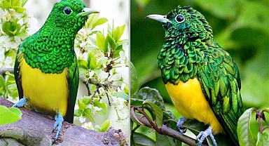 Dressed In A Coat Of Brilliant Metallic Green, With A Waistcoat Of Striking Golden Yellow, African Emerald Cuckoo Wears Its Stunning Iridescent Suit With Pride