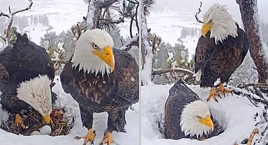 Hidden Nature Camera Catches Doting Eagle Doing Everything He Can To Please His Wife