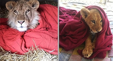 Rescued Baby Lion Can't Sleep Without Favorite Blanket, Even Now As An Adult