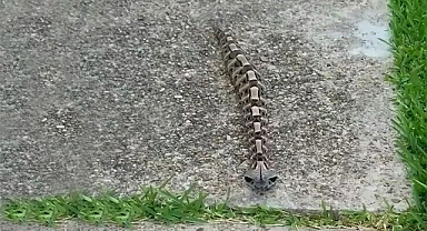 Unveiling The Enigmatic Gaboon Viper: Nature's Master Of Camouflage And Lethal Precision