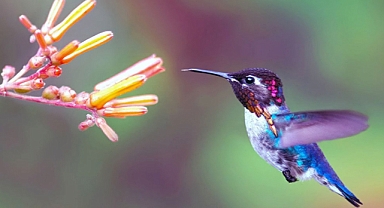 Dazzling Bee Hummingbird – The World's Tiniest Feathered Jewel
