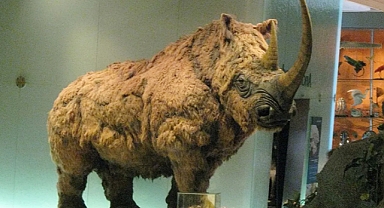 Melting Siberian Permafrost Reveals Stunningly Preserved Young Woolly Rhino