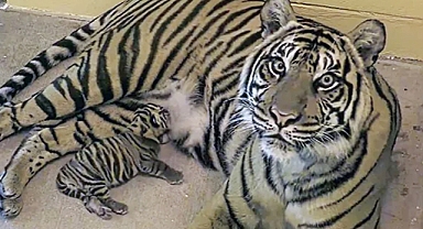 New Sumatran Tiger Cub Born at Disney's Animal Kingdom Sparks Conservation Hope