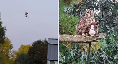 Owl Mistaken for Witch on a Broomstick After Snatching Child's Toy