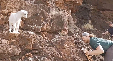 Hikers Save Baby Goat Stranded on Hawaiian Cliff for Days