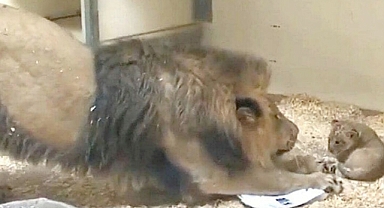 First Time Father: Lion Dad Meets His Cub in a Tender Moment That Stole Hearts