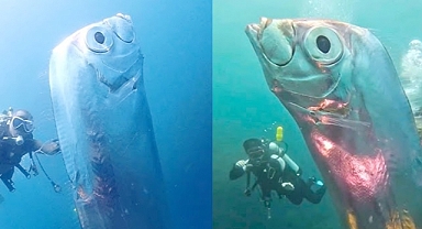 Elusive Giant Oarfish Spotted: Mythical 'Earthquake Fish' Resurfaces